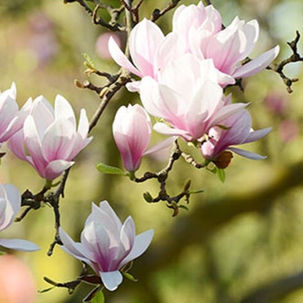 Nu firar vi in våren - Valborgsmässoafton är här!
Magnolia - så vackra, fantastiska och magiska blommor - njut av det vackra i naturen 💛

Vill önska er alla en fin Valborgshelg ☀

#lantliglivingsverige #magnolia #våren #valborgsmässoafton #valborg #blommor #flowers #nature #natur